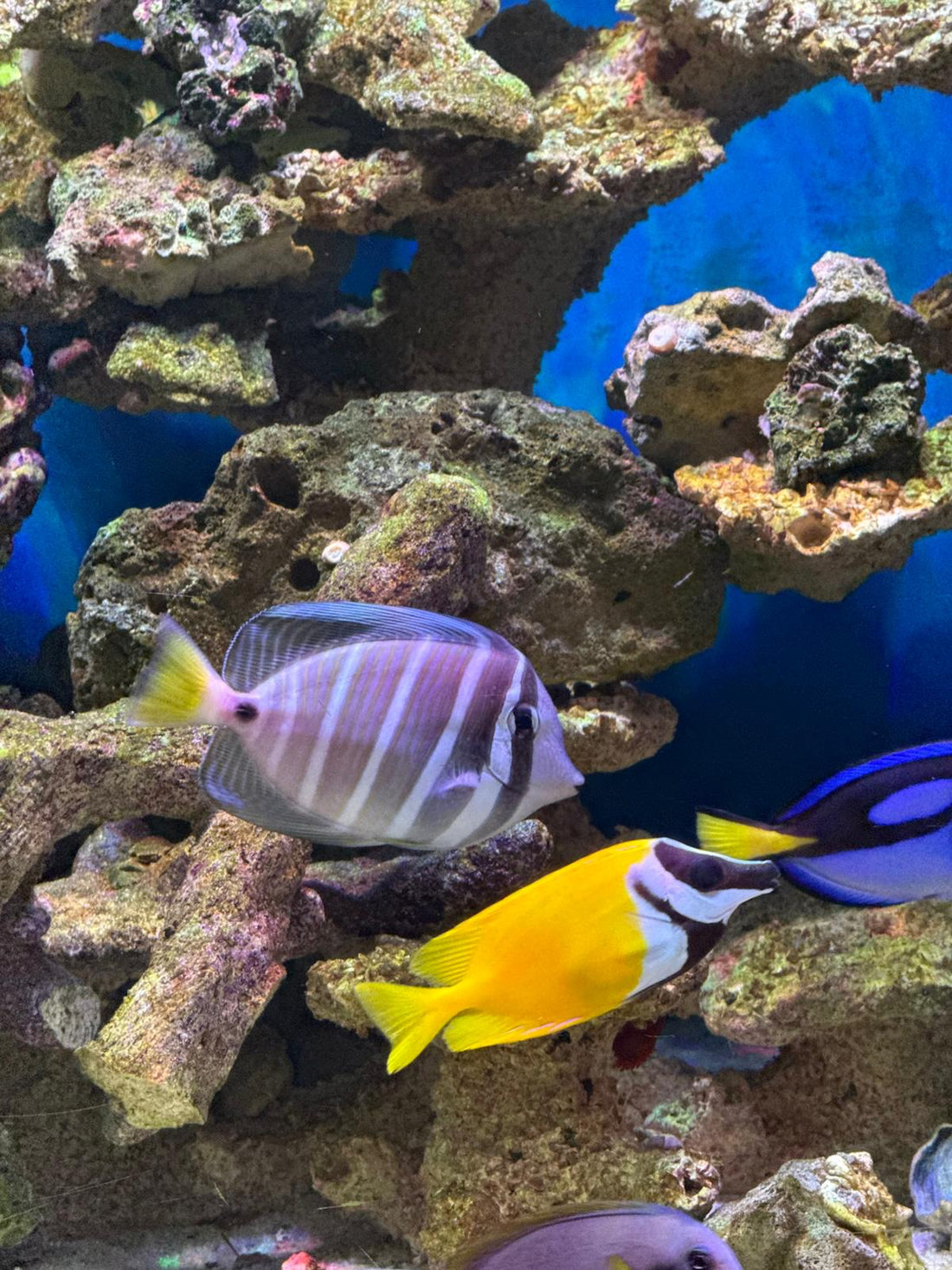 בניית אקווריום מלוחים בהתאמה אישית| שמעון, יבנה