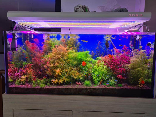 טיפול עומק באקווריום 2 מטר | כפר שמריהו