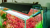Chihiros WRGB II 30 Reflector – רפלקטור מקורי לתאורת WRGB II 30