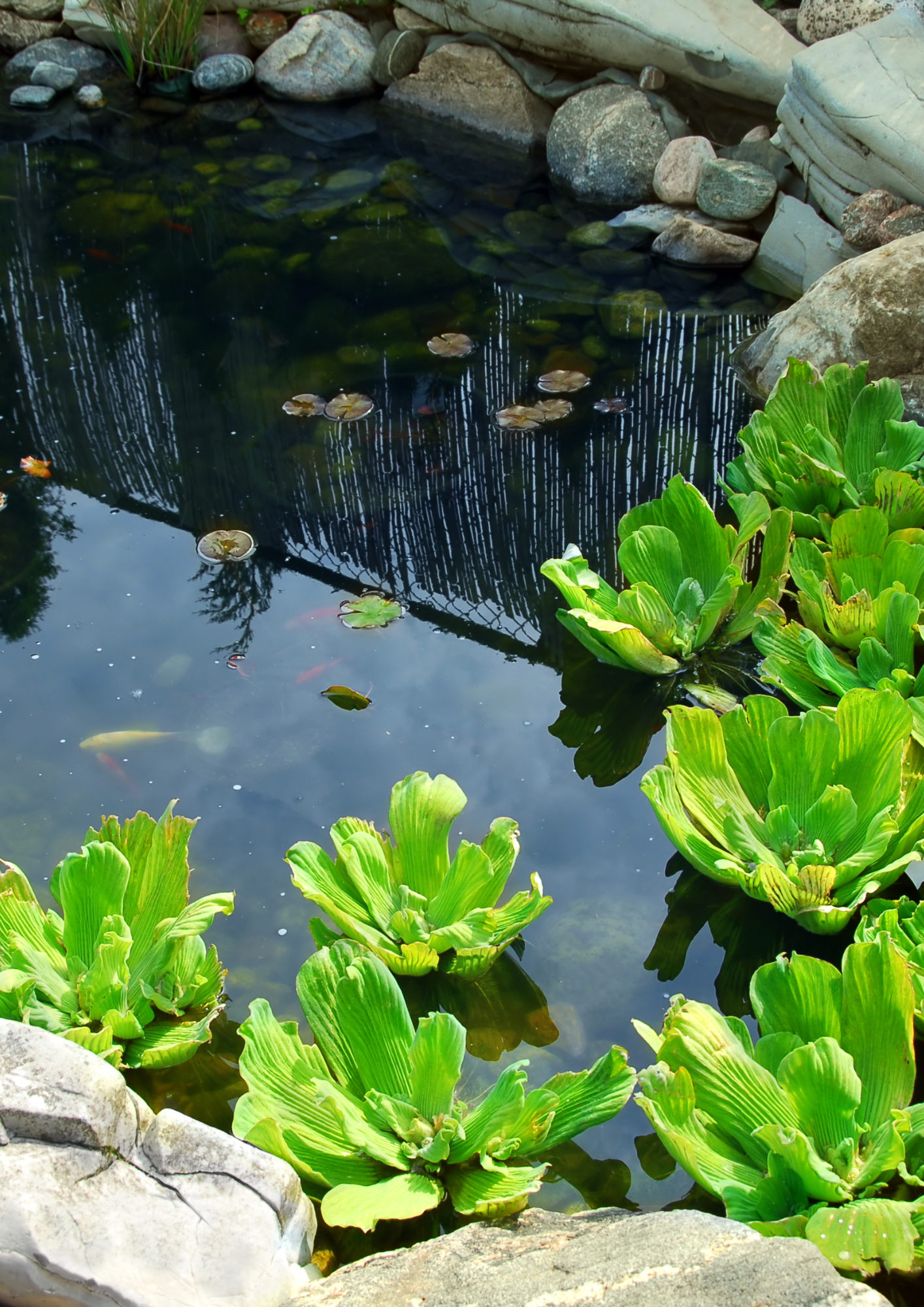 צמח מים לבריכות נוי -חסת מים