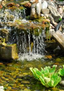 צמח מים לבריכות נוי -חסת מים