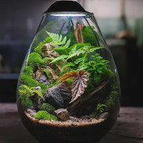 כלי להכנת טרריום מזכוכית