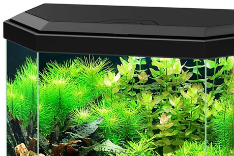 אקווריום אקווה ציאנו 30 הכל כלול 40 ס"מ - Ciano Aqua 30 All Included Freshwater Aquarium 40cm