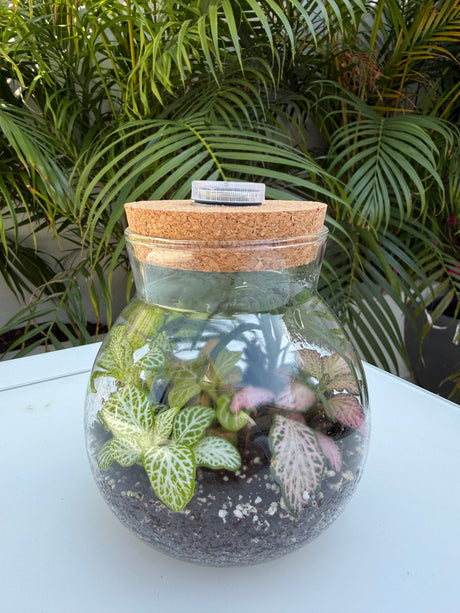 טרריום קטן אקווה אורה