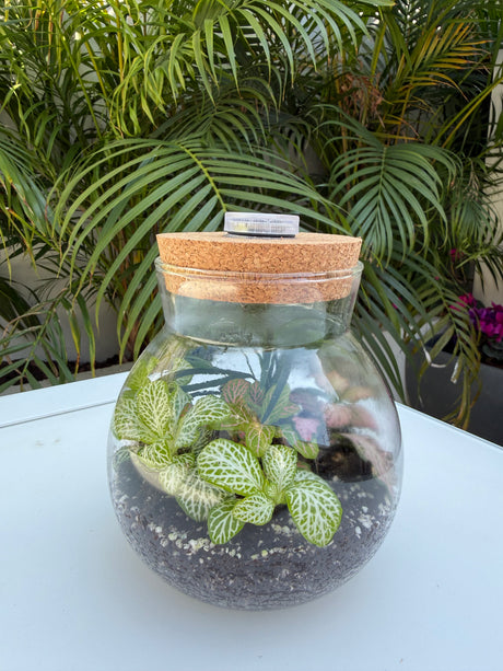 טרריום קטן אקווה אורה