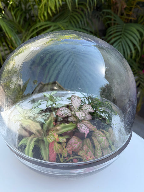 טרריום בועה אקווה אורה