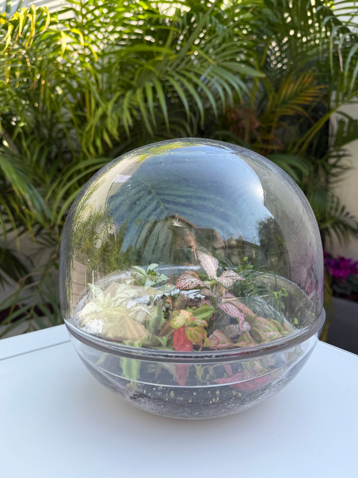 טרריום בועה אקווה אורה