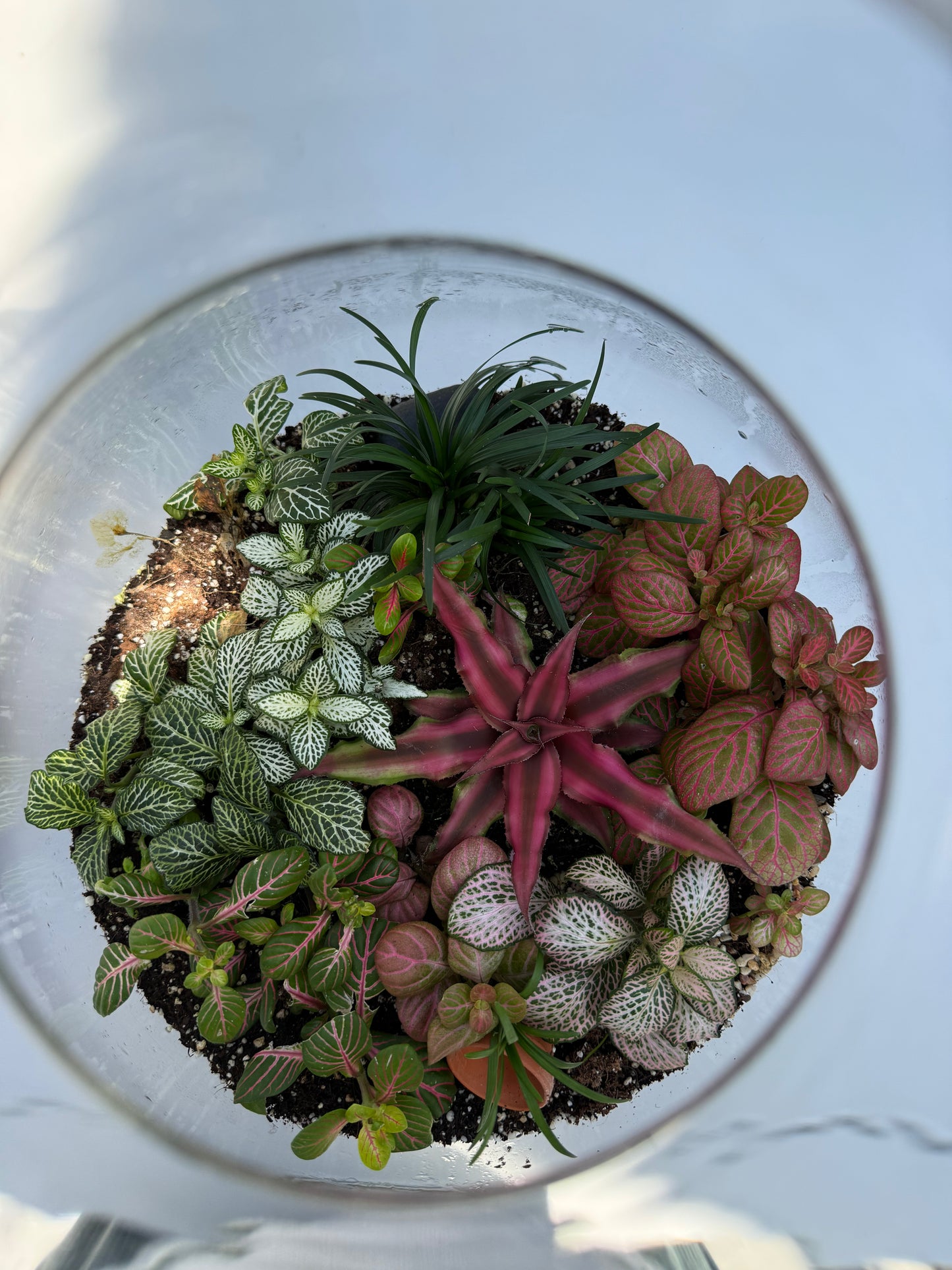 טרריום בועה אקווה אורה