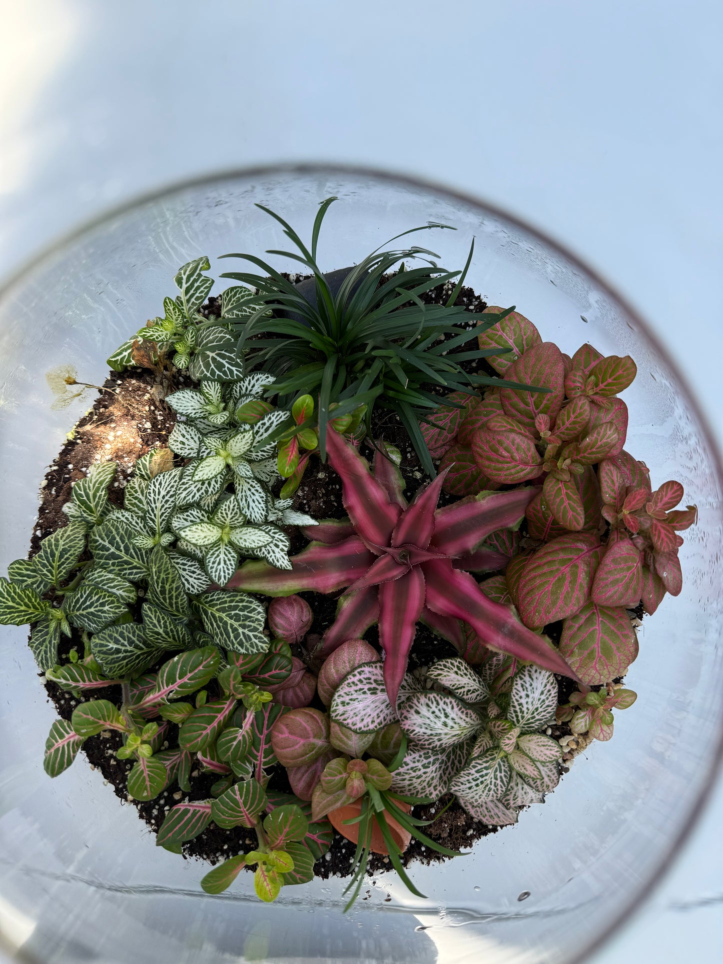 טרריום בועה אקווה אורה