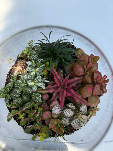 טרריום בועה אקווה אורה