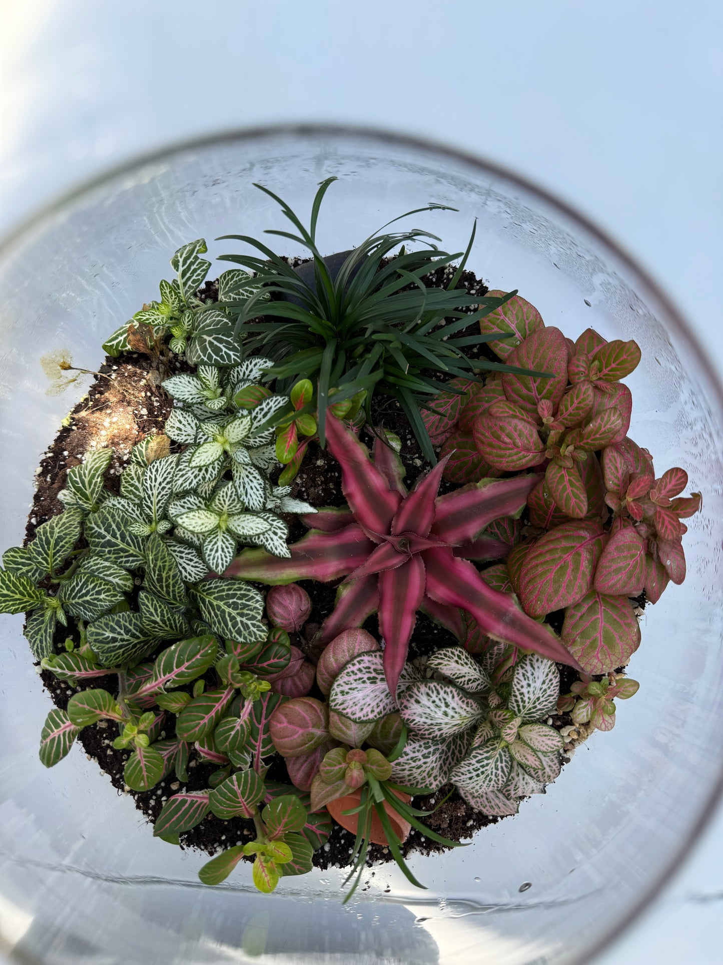 טרריום סגור אלאדין-גדול