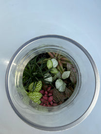 טרריום אלאדין אקווה אורה- בינוני