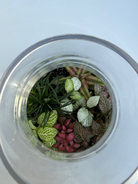 טרריום אלאדין אקווה אורה- בינוני