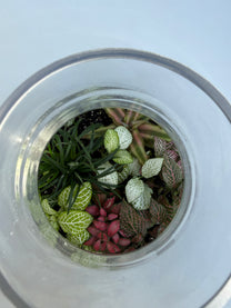 טרריום קטן אקווה אורה