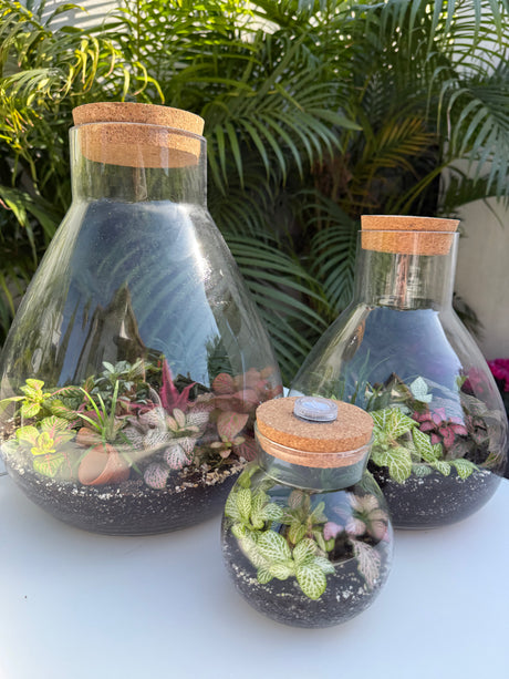 טרריום אלאדין אקווה אורה- בינוני