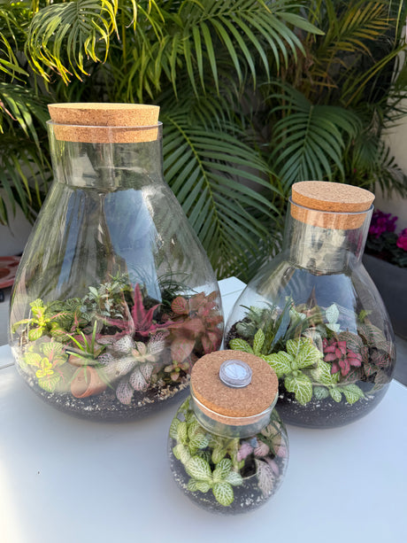 טרריום סגור אלאדין-גדול