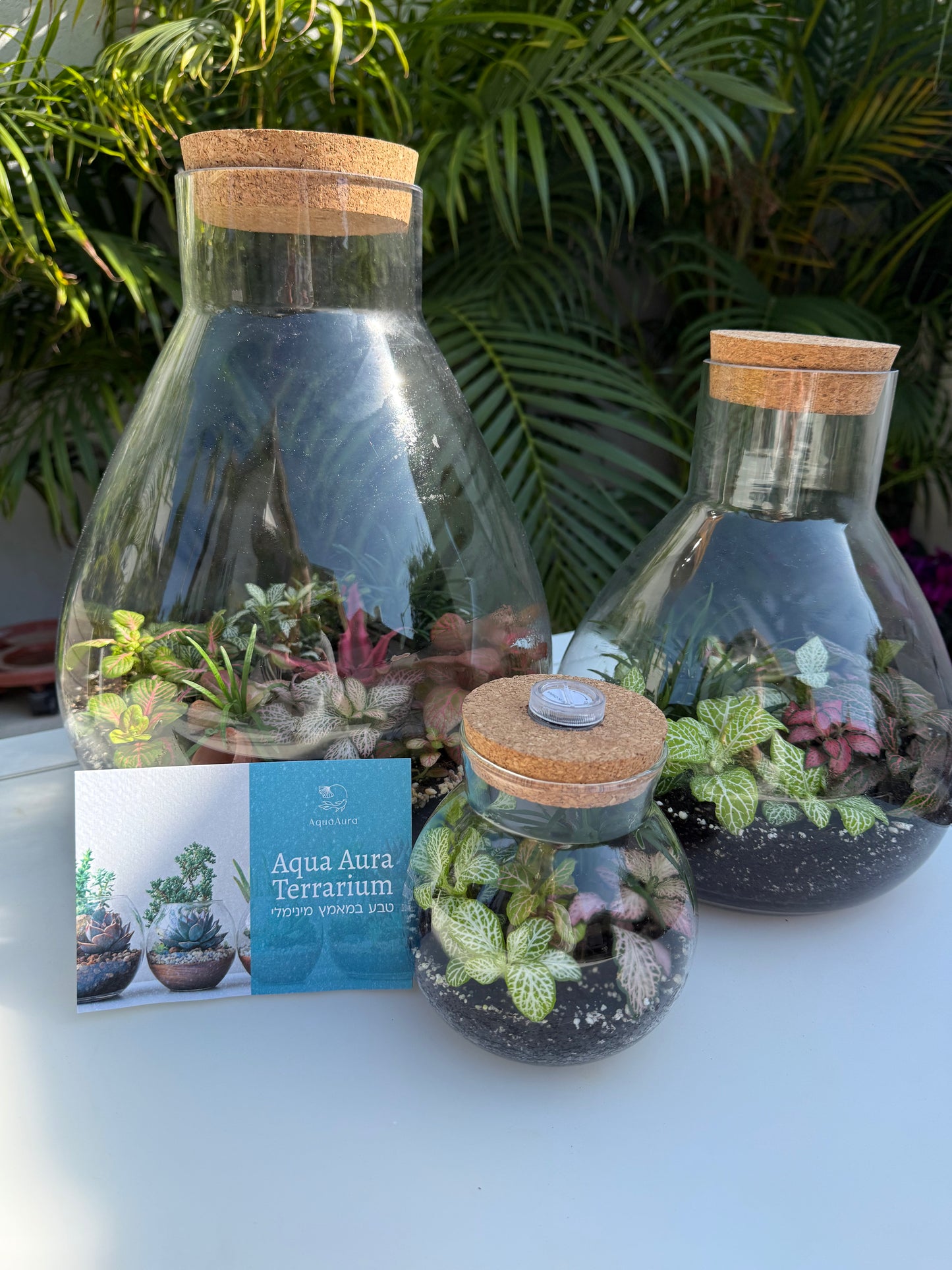 טרריום קטן אקווה אורה