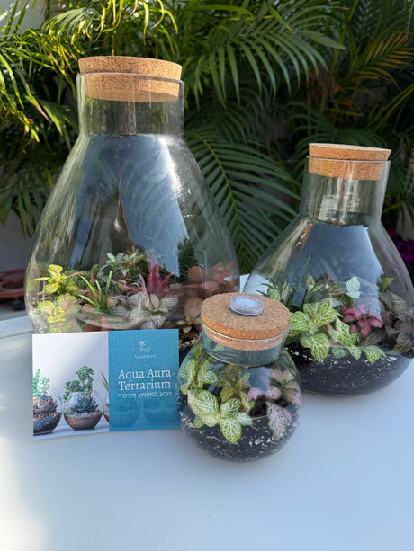 טרריום אלאדין אקווה אורה- בינוני