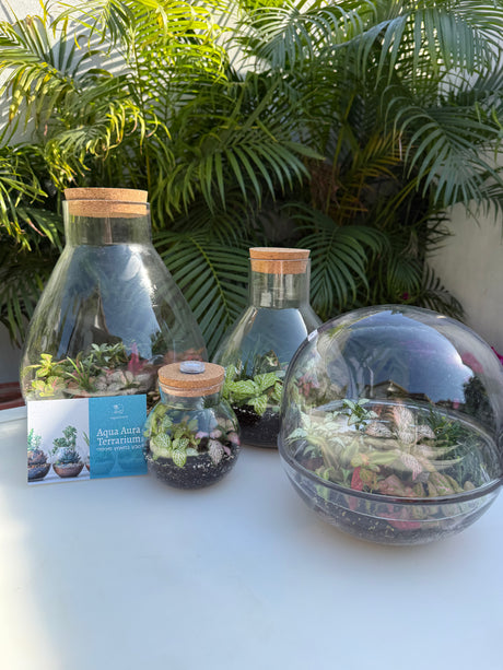 טרריום בועה אקווה אורה