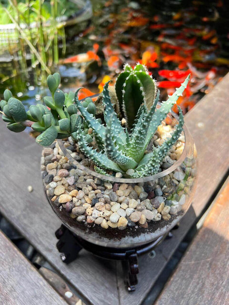 טרריום "הרמוניה מדברית"