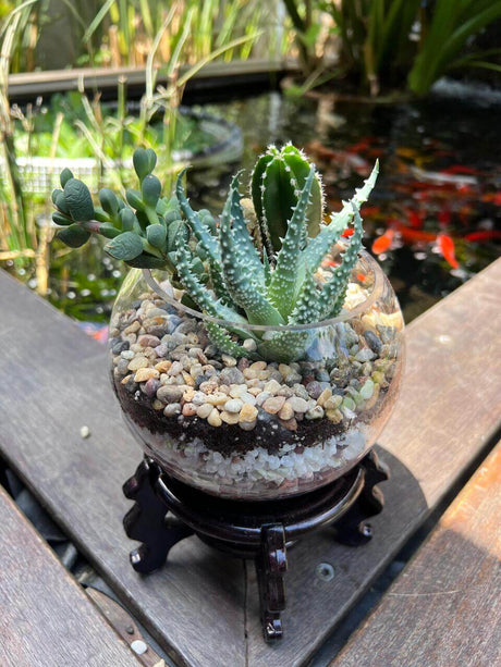 טרריום "הרמוניה מדברית"