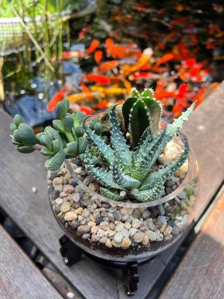 טרריום "הרמוניה מדברית"