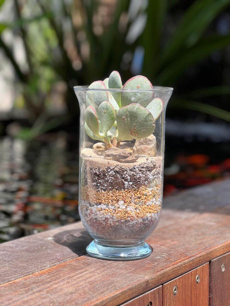 טרריום ״שכבות של טבע״