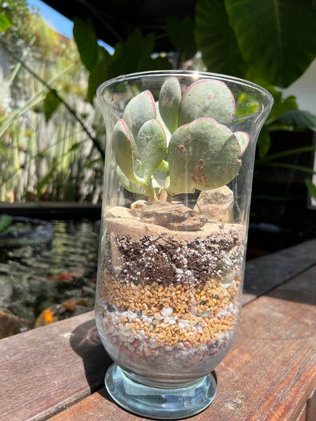 טרריום ״שכבות של טבע״