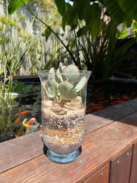 טרריום ״שכבות של טבע״