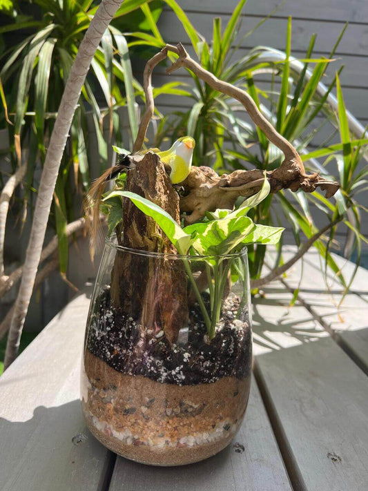 טרריום ״קן הציפור״