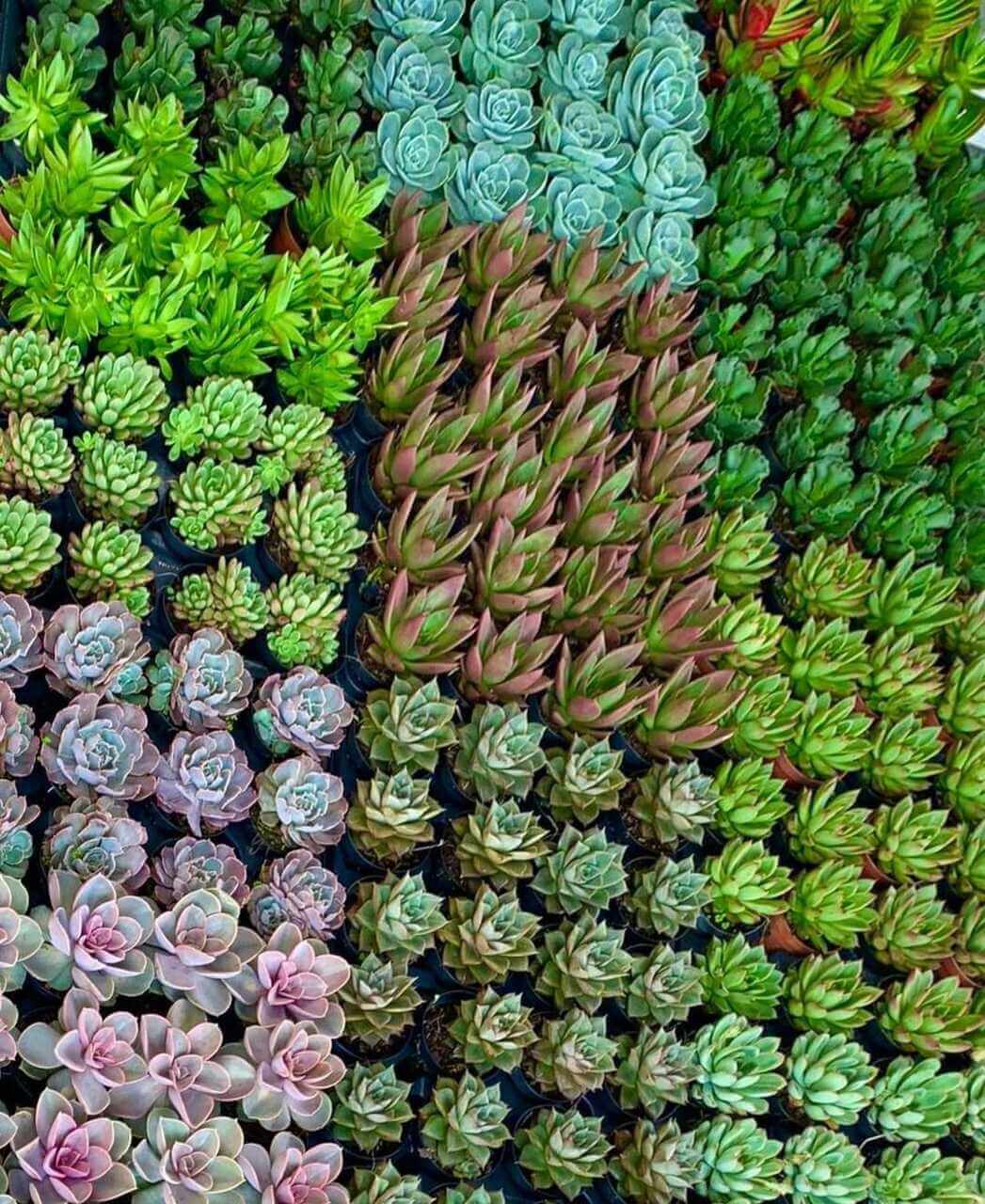 מיקס סוקולנטים לטרריום-5 יח׳