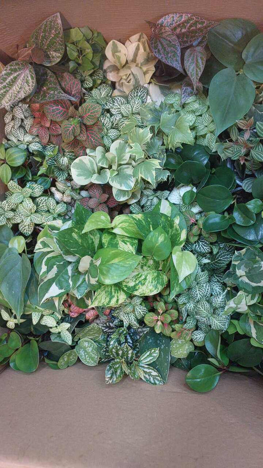 מיקס צמחי צל לטרריום-3 יחידות