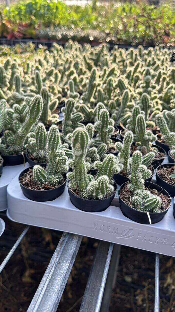 קקטוס לטרריום