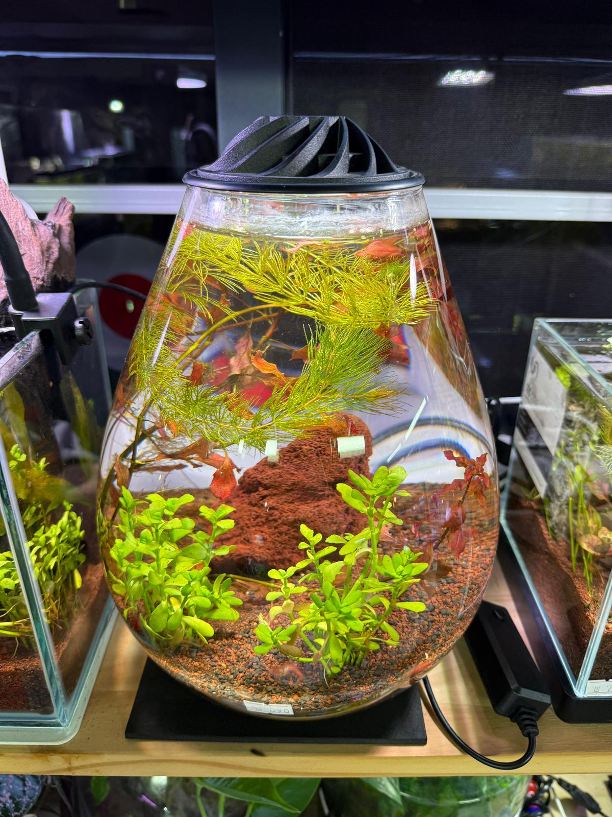 טרריום Eco Ping CHIHIROS