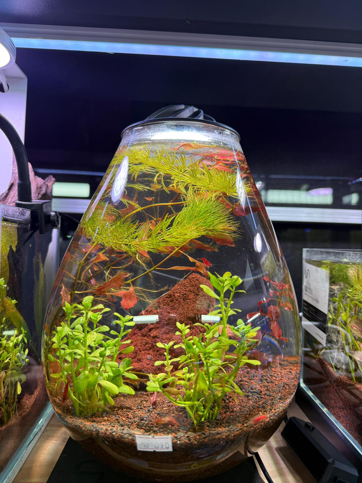 טרריום Eco Ping CHIHIROS