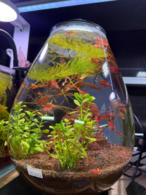 טרריום Eco Ping CHIHIROS