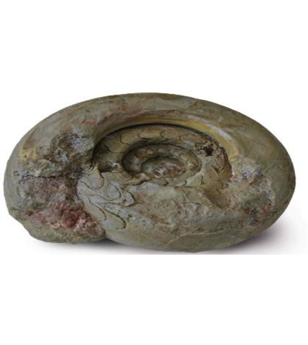 סלע דקורציה סטייל אמונייט דגם 7 אקווריסטיק - 7 Decorative Rock Ammonite module