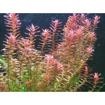 צמח לאקווריום- Rotala Rotundifolia רוטלה רוטונדיפוליה